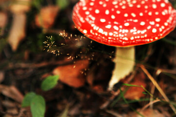 Blurred bokeh background. Forest vegetation blurred mushroom fly agaric in the background.