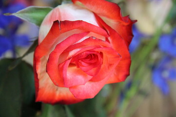 beautiful red rose