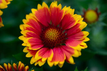 Red and Yellow Flower 2