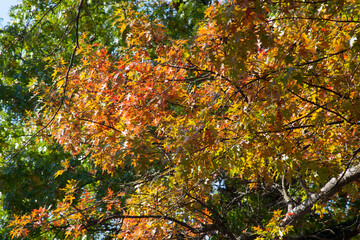Autumn tree with orange leaves