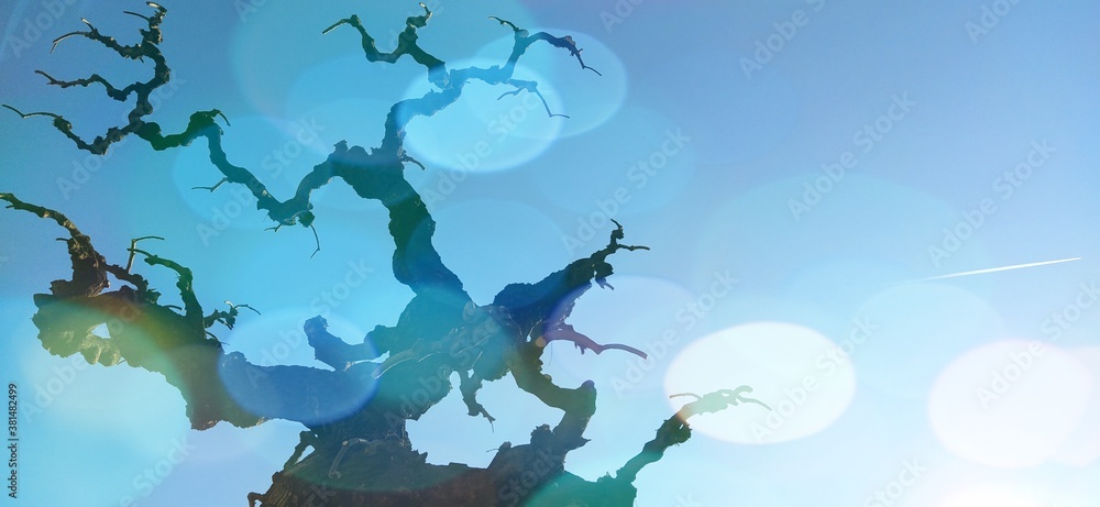 Poster silhouette of a tree without leaves on a background of blue sky. bokeh or snowflake effect. backgrou