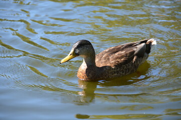 great crested grebe