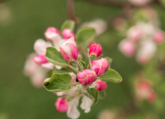 Fototapeta na wymiar Apple blossom buds in the spring garden