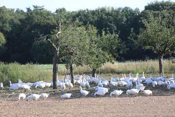 Gänse in Bodenhaltung