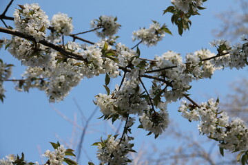 blooming tree in spring