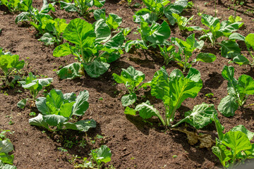 vegetable garden with vegetable growing plants