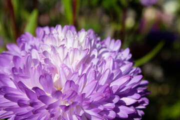 Aster, bright lilac, purple blooming flower on a dark background. Clouse up. Template for greeting card, Wallpaper, cover, poster, etc. Copy space.