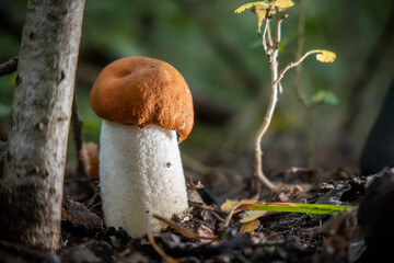 large flock of birds flies over the Baltic Sea