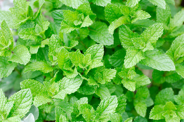 ミント © Paylessimages