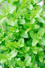 ミント © Paylessimages