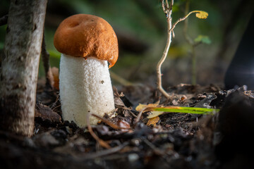 large flock of birds flies over the Baltic Sea