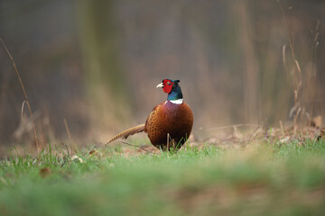 Common pheasant walk on the meadow. Pheasant during the spring season. European wildlife nature. 