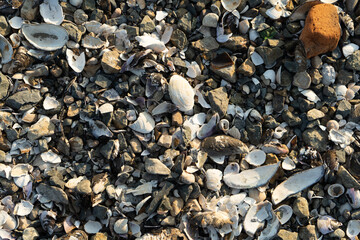 Natural background with lots of seashells