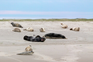 Fototapeta na wymiar Harbor Seals (Phoca vitulina) and Grey Seals (Halichoerus grypus) on a sandbank in the wadden sea at the East Frisian island Juist, Germany.