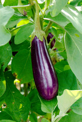 Eggplant growing on plant on Mennonite farm in Maryland in mid-September (early fall).