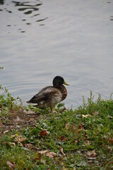 duck on the lake