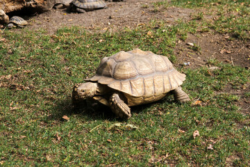 Obraz premium A turtle walking on grass in the middle.