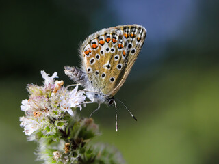 Close-up photo of a very very  little butterfly in a nature environment. Ultra high resolution photo, suitable for extra large print. the Chapman's blue, Polyommatus thersites.