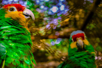 Fototapeta premium Pareja de cotorros en aviario El Nido