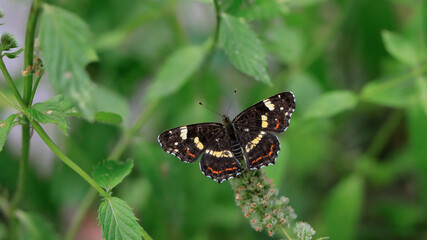 The Map butterfly in a natural environment. Summer black and white variant. Araschnia levana f. prorsa.