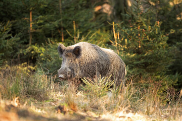 Wild boar walk in the forest. Calm wild boar. European wildlife. Strong wild boar in nature