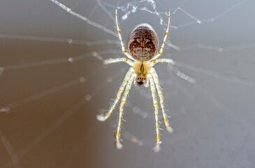 large flock of birds flies over the Baltic Sea