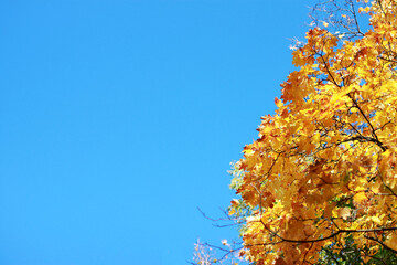 Autumn bright maple leaves against a clear blue sky on a Sunny September day and a place for text on the left. Indian summer. Autumn background. Space for text.