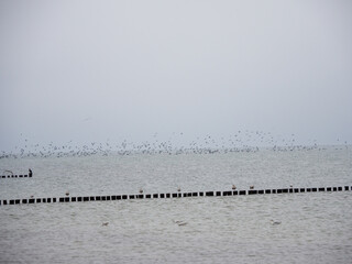 large flock of birds flies over the Baltic Sea