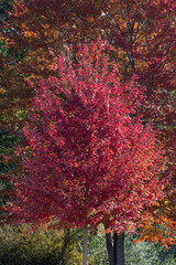 Tree with red fall leaves