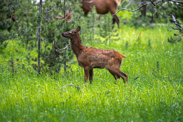 Young Elk (Cervus canadensis) strolling in the Forest, Yellowstone National Park