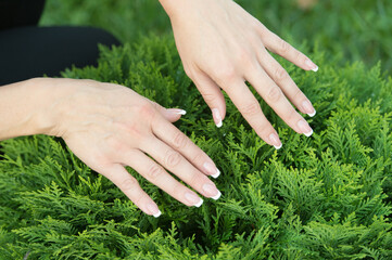 Female hands with perfectly groomed nails on natural evergreen foliage background, manicure