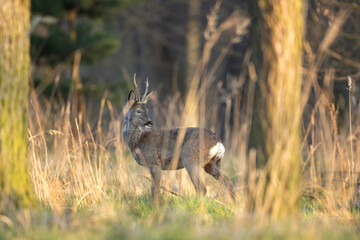 Obraz na płótnie Canvas Roe deer in the forest. European wildlife nature. Male deer stay calm. 