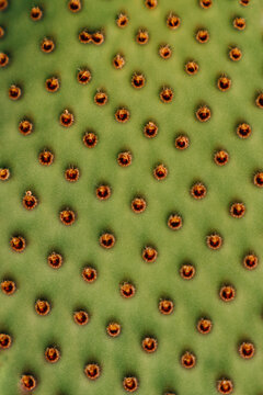 Closeup abstract detail of texture of cactus leaf