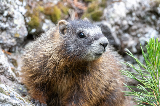 Yellow-bellied Marmot (Marmota flaviventris), Yellowstone National Park