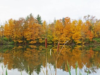 Cat tails in Fall