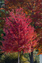 Tree with red fall leaves