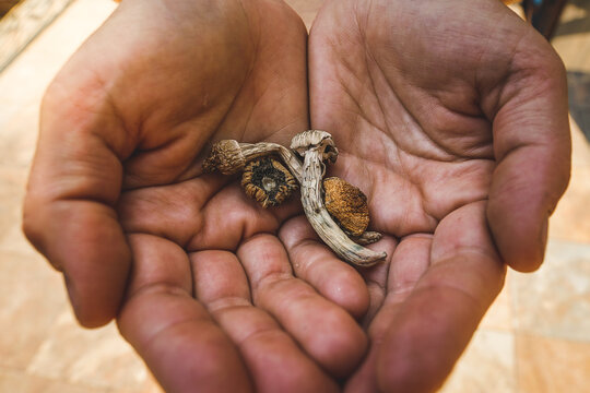 Psilocybin mushroom. Dried hallucinogenic magic mushrooms. Shrooms in human hands