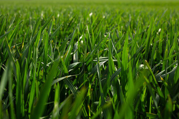 green grass background