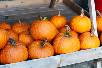 a group of pumpkins on a board