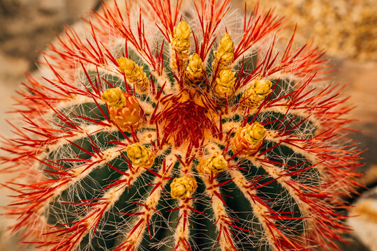 Closeup detail shots of cactus with red thorns and yellow flowers