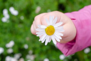 Little girl's hand presenting daisy