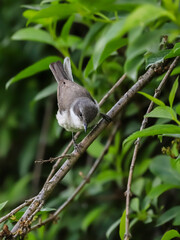Close-up photo of a warbler with a beak full of insects. Songbird in natural habitat. Lesser whitethroat, Sylvia curruca