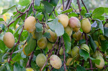 Fruits of plum tree on the tree.