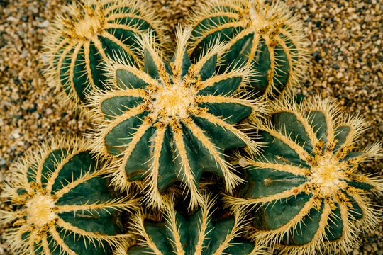 Closeup detail shot of texture and shape of green and yellow cactus