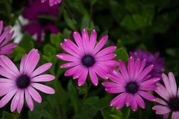 Brightly colored African daisy flowers