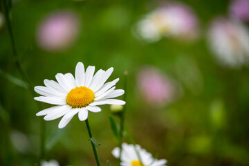 A single white marguerite flower