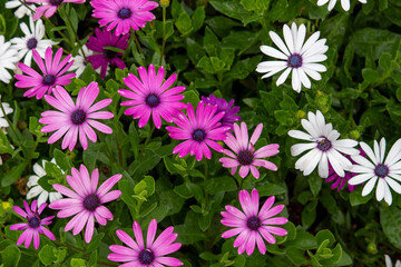 Fototapeta premium Brightly colored African daisy flowers