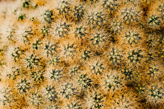 Close up abstract texture of cactus