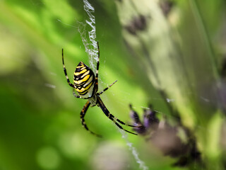 A female of Wasp spider in natural environment. Czech Republic. Argiope bruennichi.