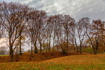 Autumn view with almost bold trees and dull clouds in the sky